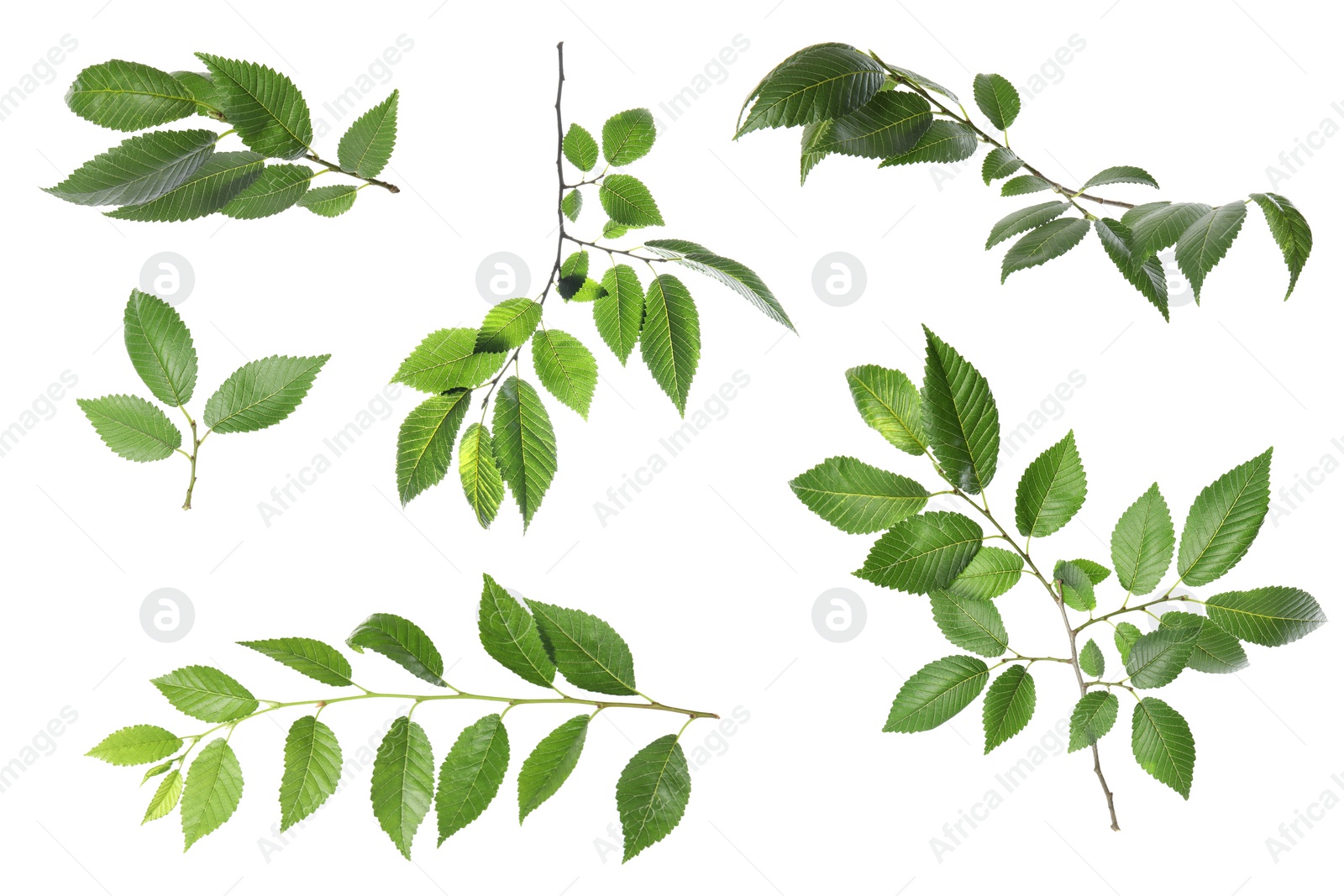 Image of Set with young fresh leaves on white background 