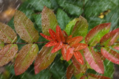 Photo of Closeup view of plant with leaves outdoors during rain