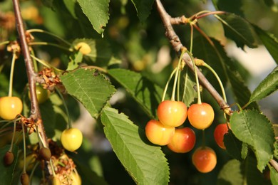 Photo of Cherry tree with green leaves and unripe berries growing outdoors, closeup