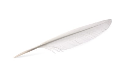 Photo of One fluffy beautiful feather isolated on white