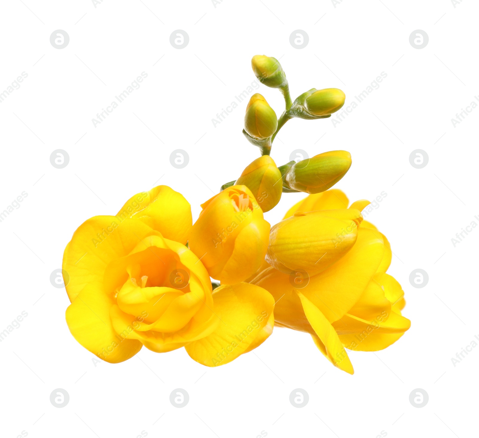 Photo of Beautiful yellow freesia flowers on white background