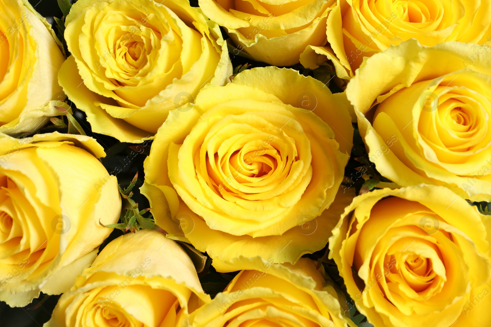 Photo of Beautiful bouquet of yellow roses as background, closeup