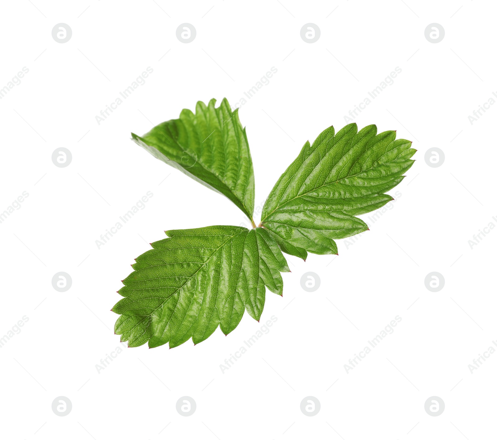 Photo of Green wild strawberry leaf isolated on white