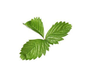 Green wild strawberry leaf isolated on white