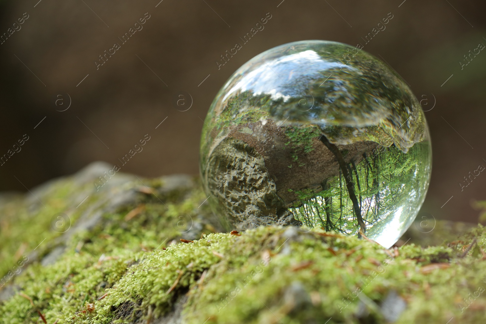 Photo of Beautiful forest with green trees, overturned reflection. Crystal ball on stone surface with moss outdoors. Space for text