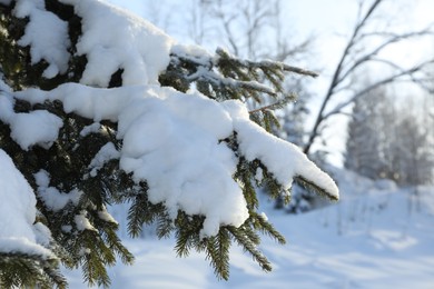 Photo of Fir branches covered with snow on winter day. Space for text