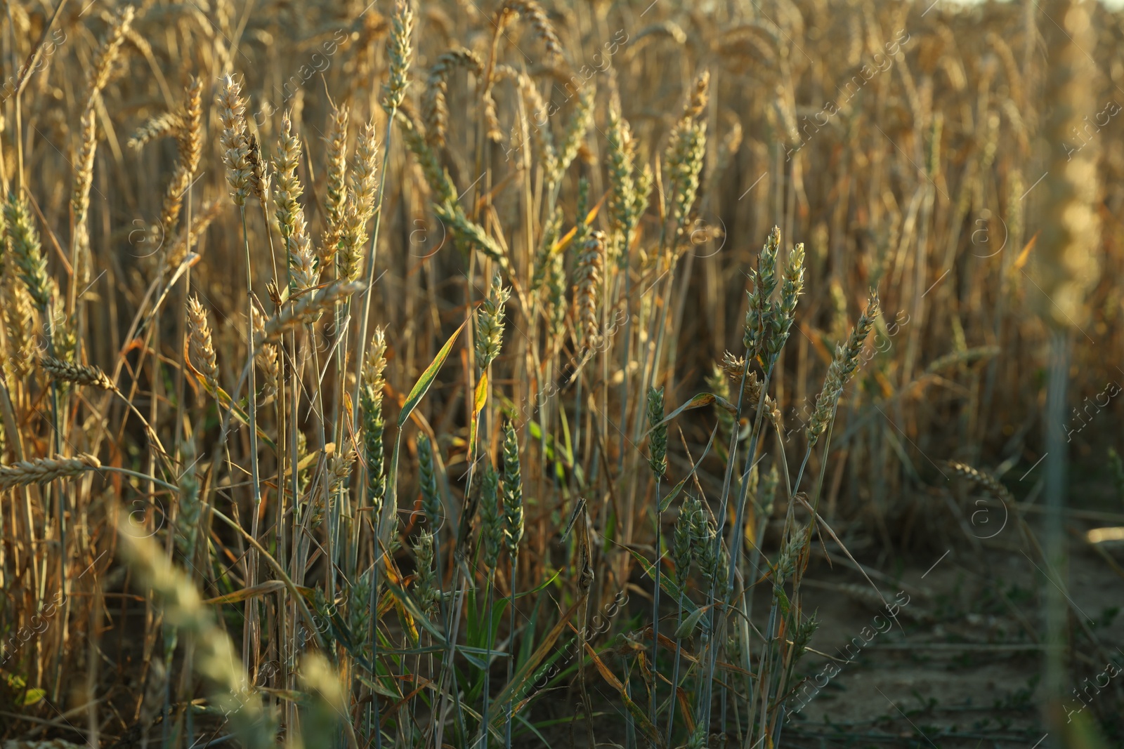 Photo of Wheat field on sunny day, closeup view