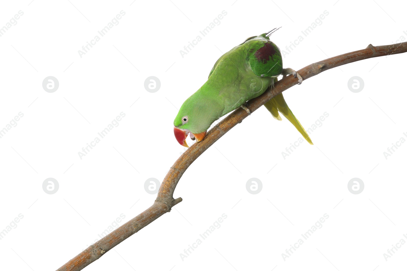 Photo of Beautiful Alexandrine Parakeet on tree branch against white background