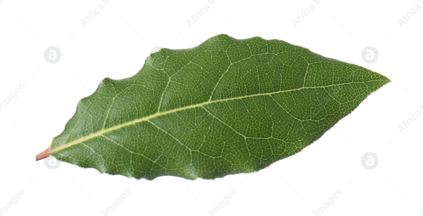 Photo of One fresh bay leaf isolated on white