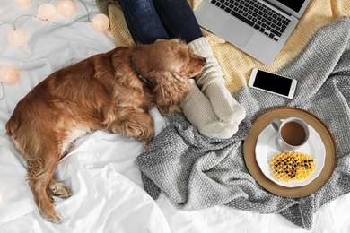 Cute Cocker Spaniel dog with warm blanket lying near owner on bed, top view. Cozy winter