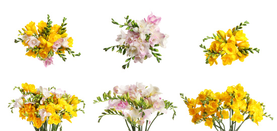 Image of Set of beautiful freesia flowers isolated on white. Banner design