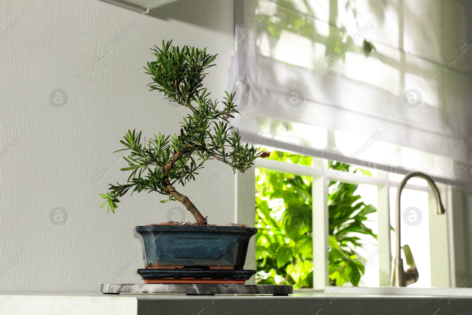 Photo of Japanese bonsai plant on countertop in kitchen, space for text. Creating zen atmosphere at home