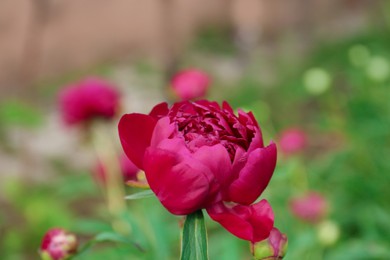 Photo of Beautiful burgundy peony bud outdoors, closeup view