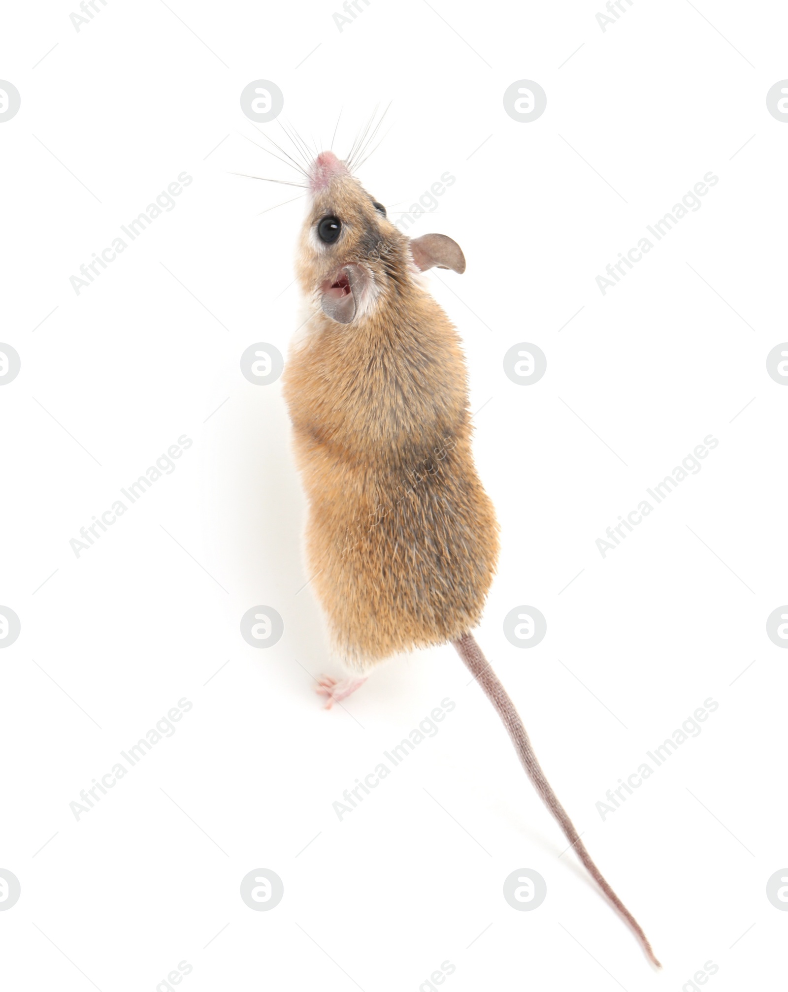 Photo of Small cute spiny mouse on white background