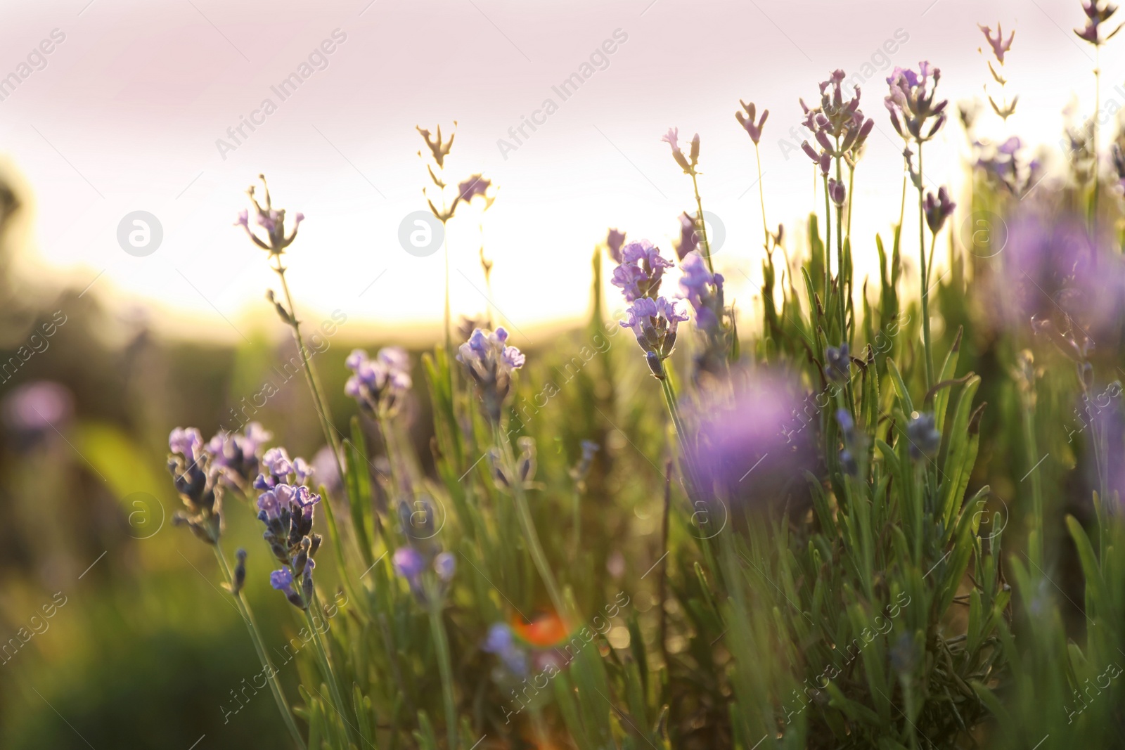 Photo of Beautiful lavender flowers in field on sunny day