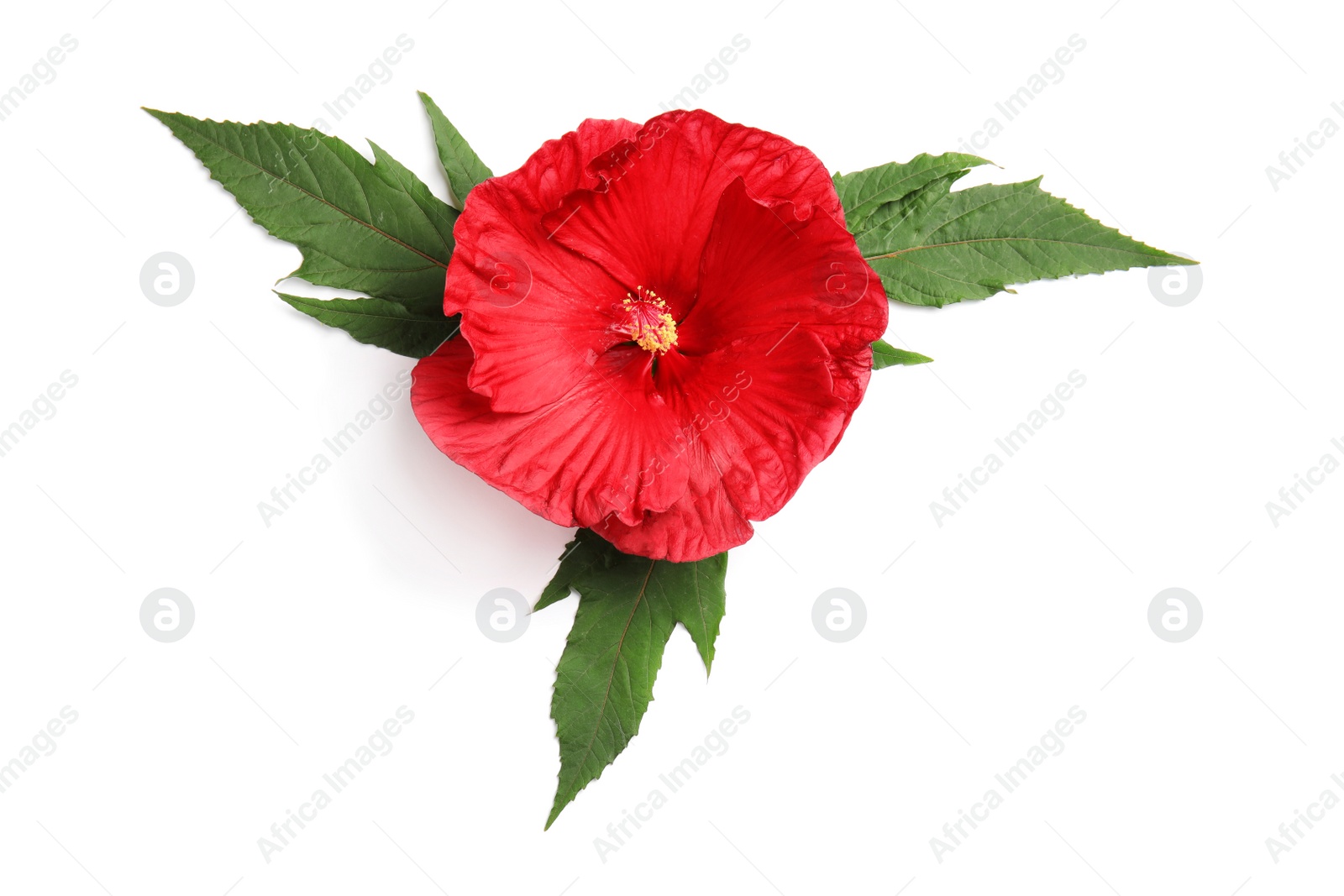 Photo of Beautiful red hibiscus flower on white background