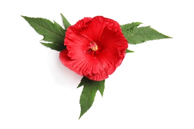 Photo of Beautiful red hibiscus flower on white background