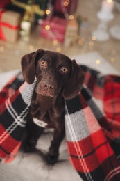 Photo of Cute dog covered with plaid in room decorated for Christmas, above view