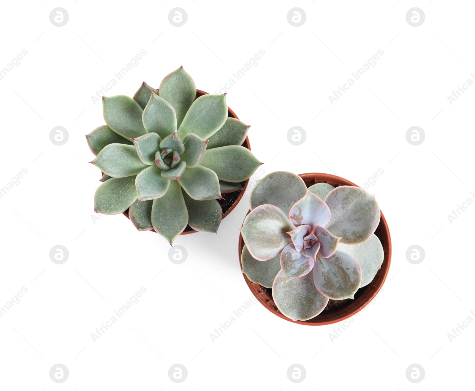 Photo of Different succulent plants in pots isolated on white, top view. Home decor