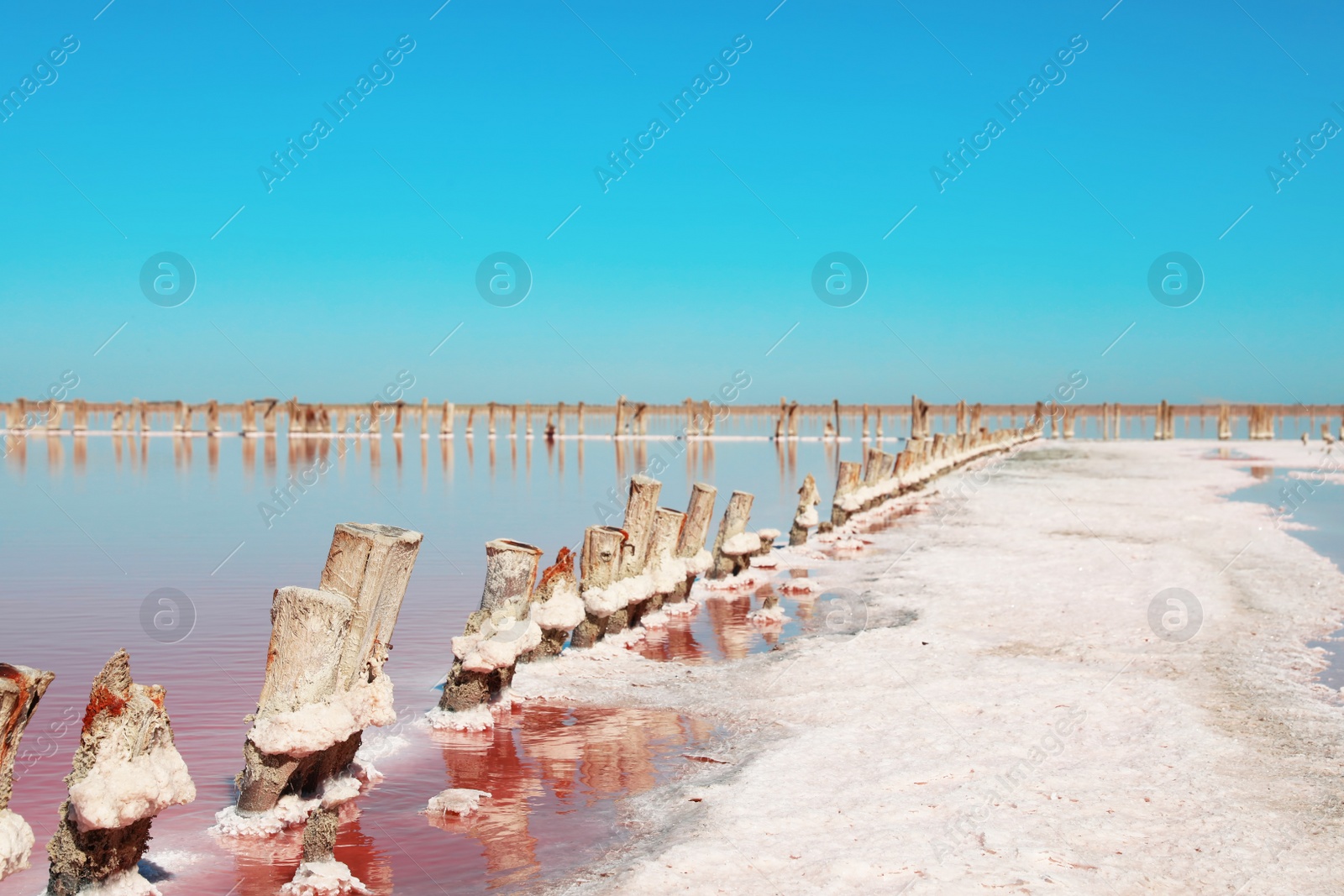 Photo of Beautiful view of pink lake on summer day