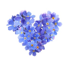 Image of Delicate blue forget me not flowers on white background