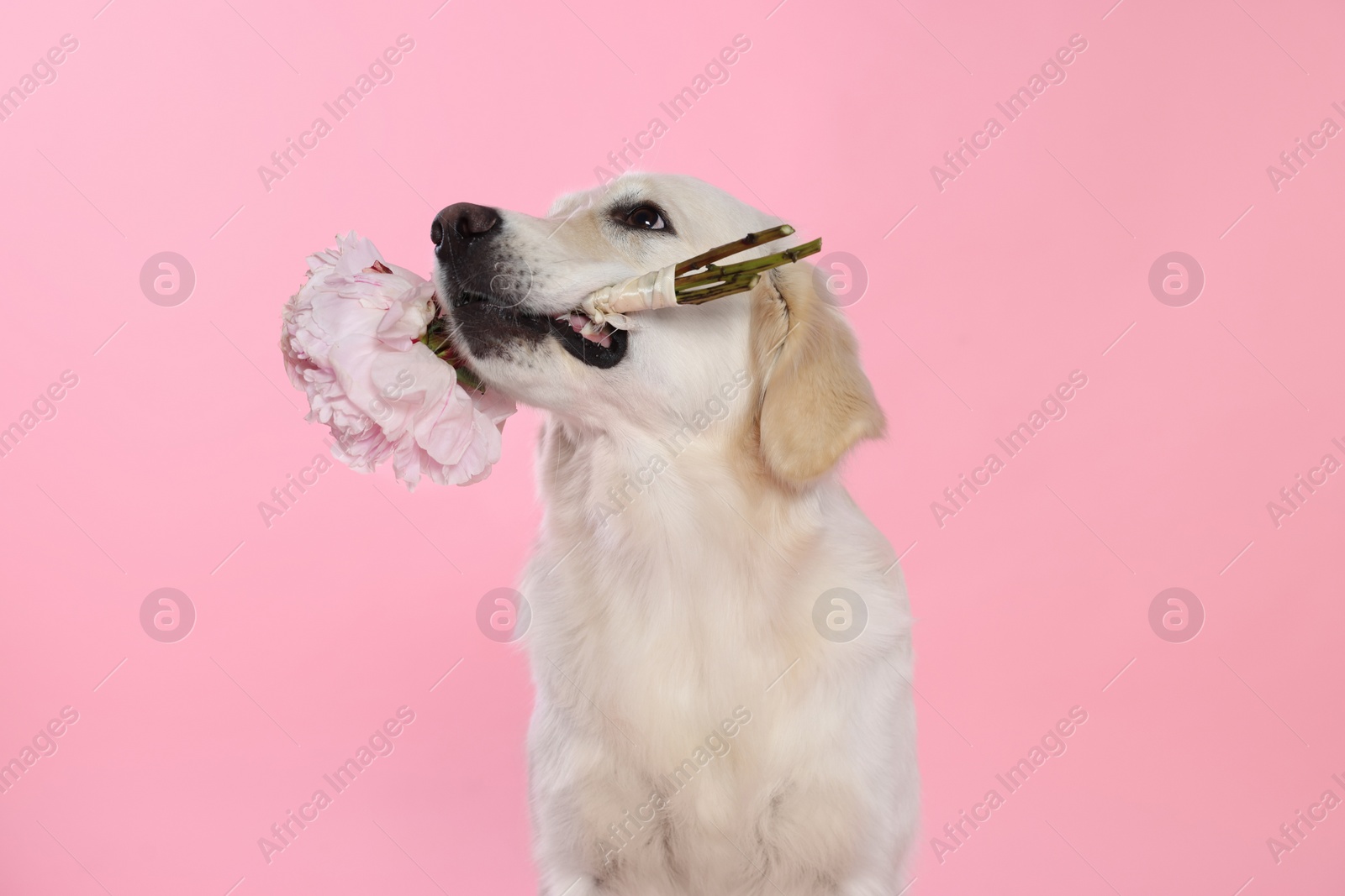 Photo of Cute Labrador Retriever with beautiful peony flowers on pink background