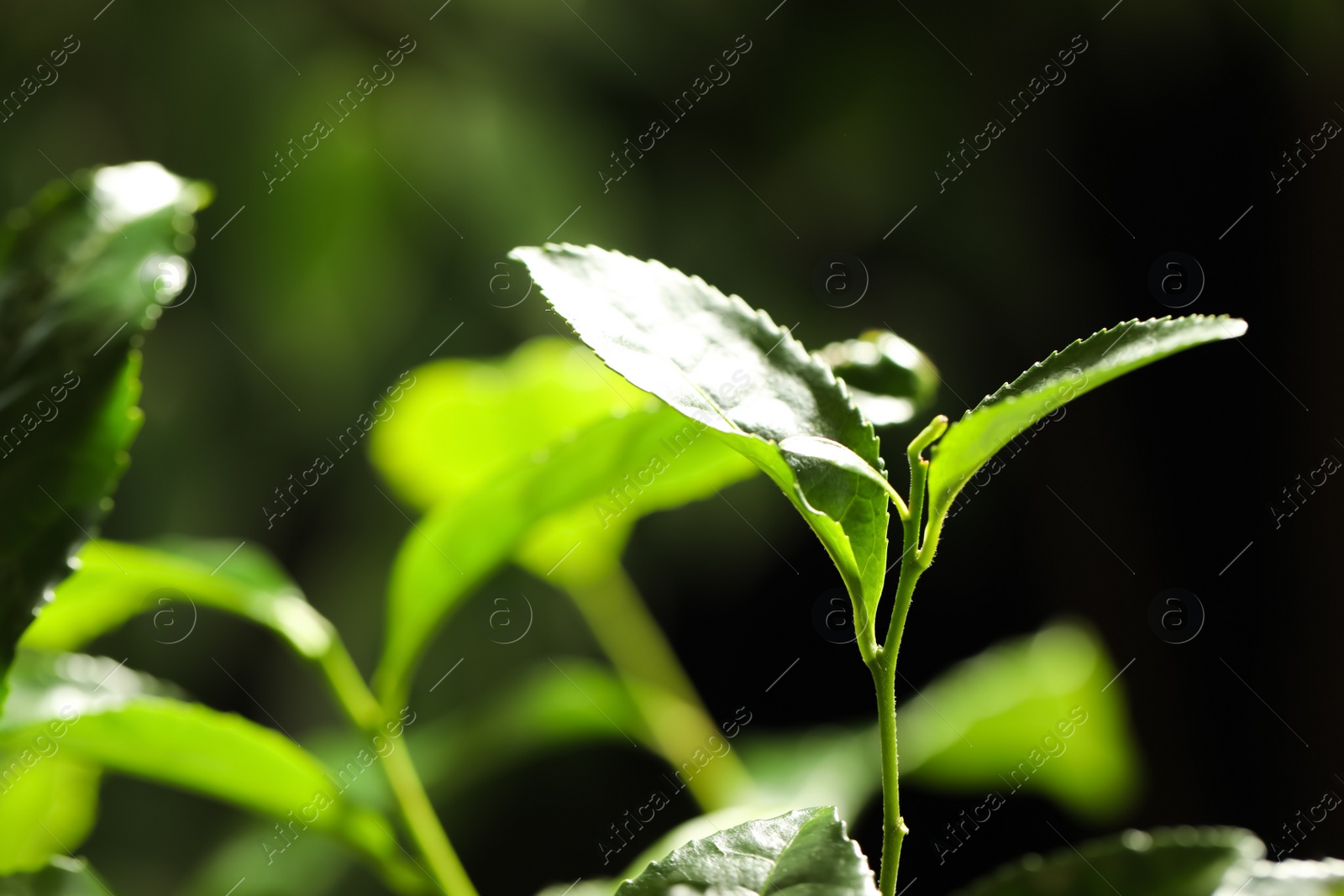 Photo of Closeup view of green tea plant against dark background. Space for text