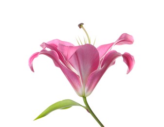 Photo of Beautiful pink lily flower isolated on white