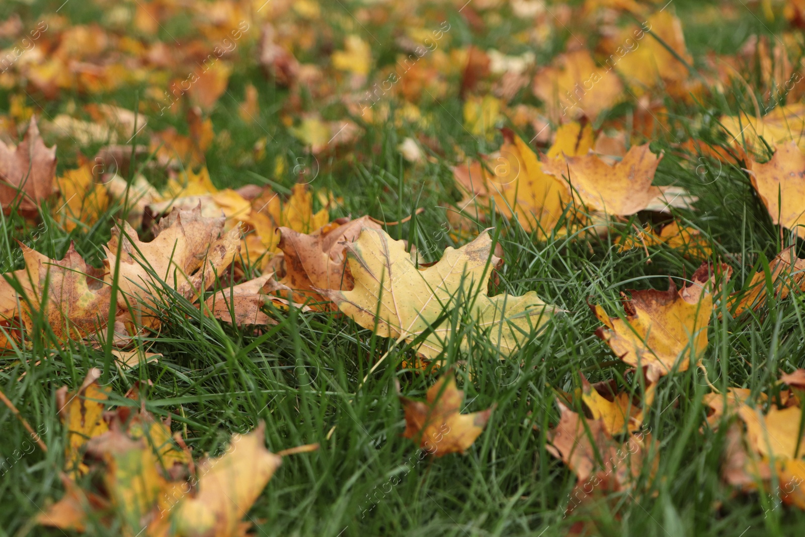 Photo of Dry leaves on green grass in autumn, closeup