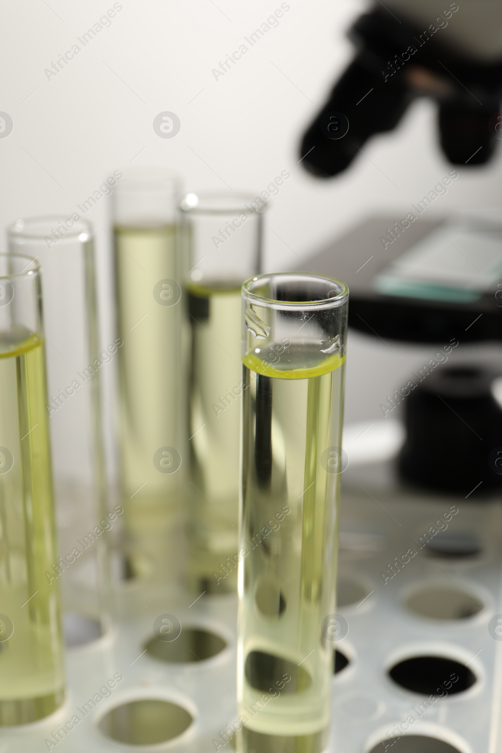 Photo of Test tubes with urine samples for analysis in holder on grey background, closeup