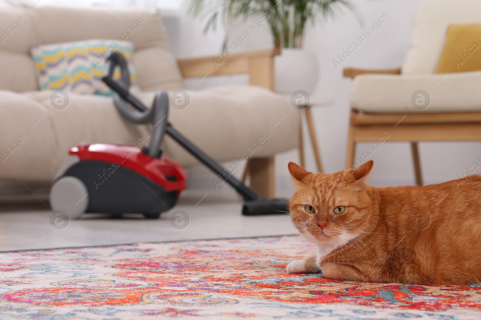 Photo of Cute ginger cat lying on carpet at home, space for text