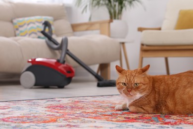 Cute ginger cat lying on carpet at home, space for text