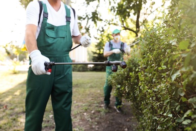 Photo of Workers spraying pesticide onto green bush outdoors, closeup. Pest control