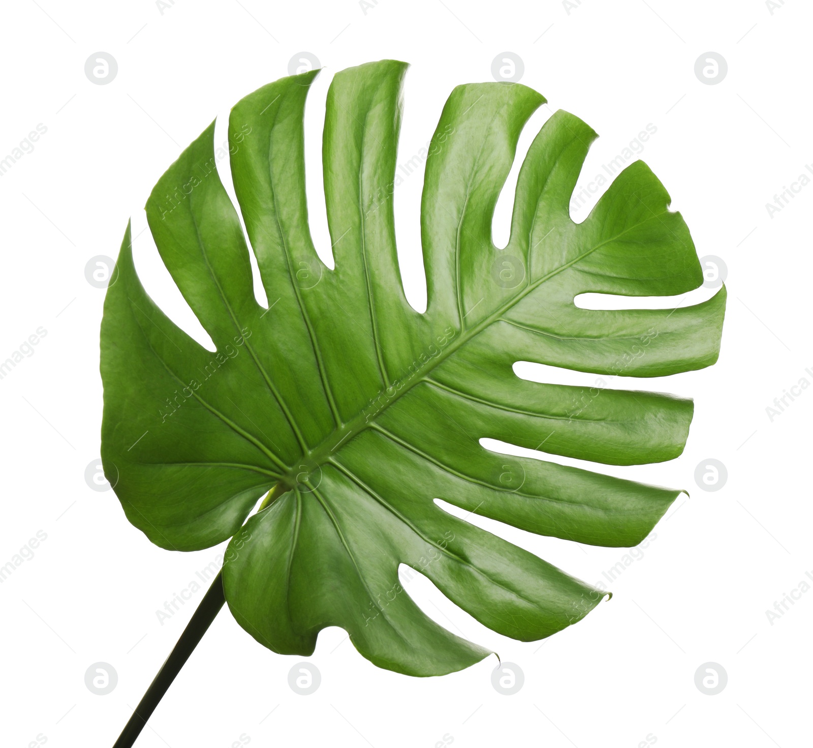 Photo of Fresh green tropical leaf isolated on white