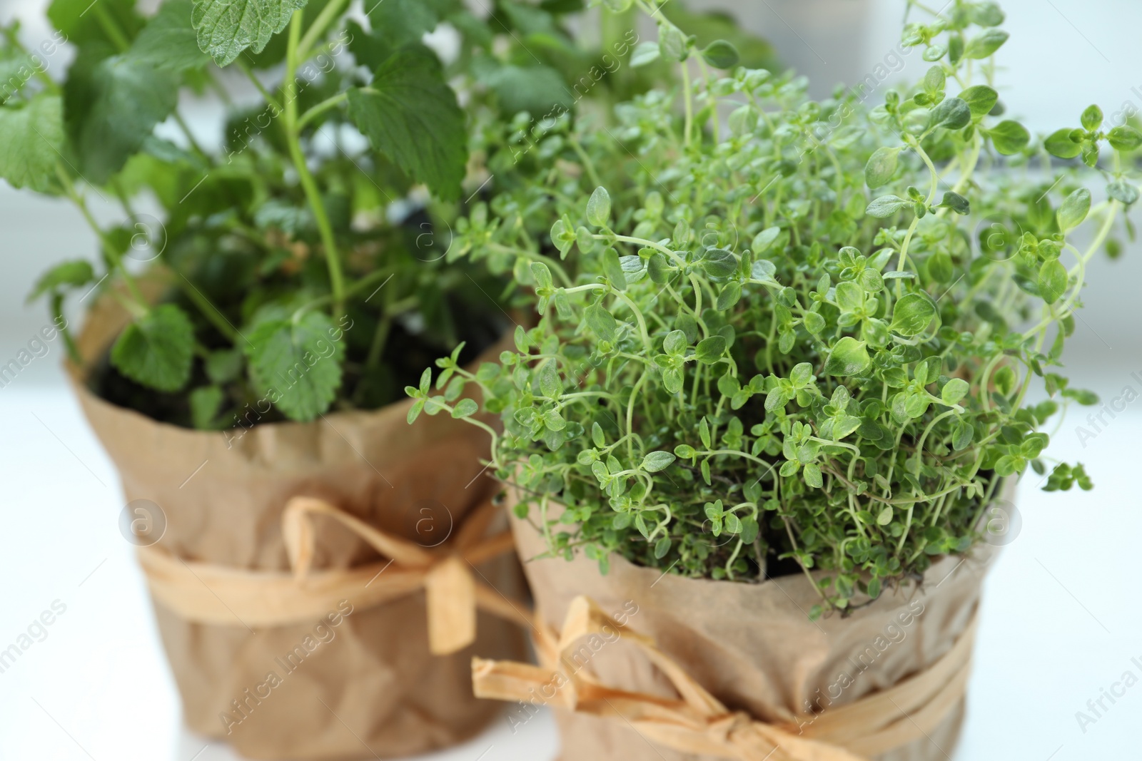 Photo of Different fresh potted herbs on windowsill indoors, closeup