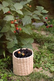 Photo of Wicker basket of ripe blackberries under bush in garden