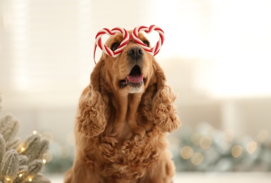Photo of Adorable Cocker Spaniel dog in party glasses on blurred background