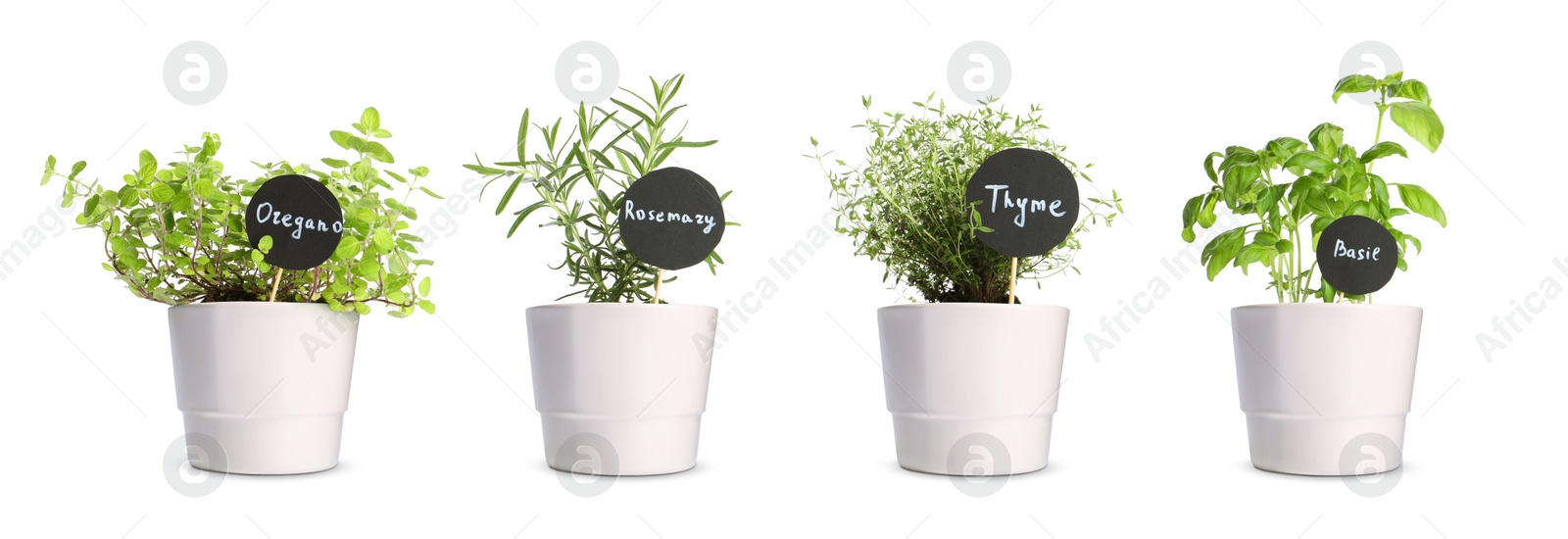 Image of Different herbs growing in pots isolated on white. Thyme, oregano, basil and rosemary