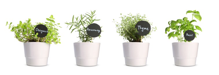 Different herbs growing in pots isolated on white. Thyme, oregano, basil and rosemary