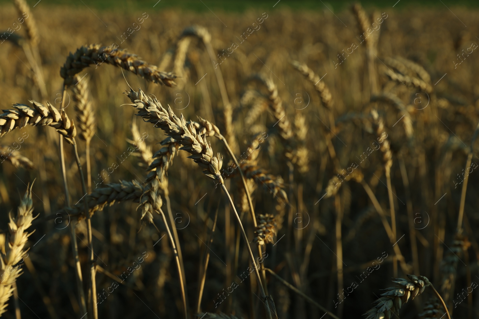 Photo of Wheat field on sunny day, closeup view