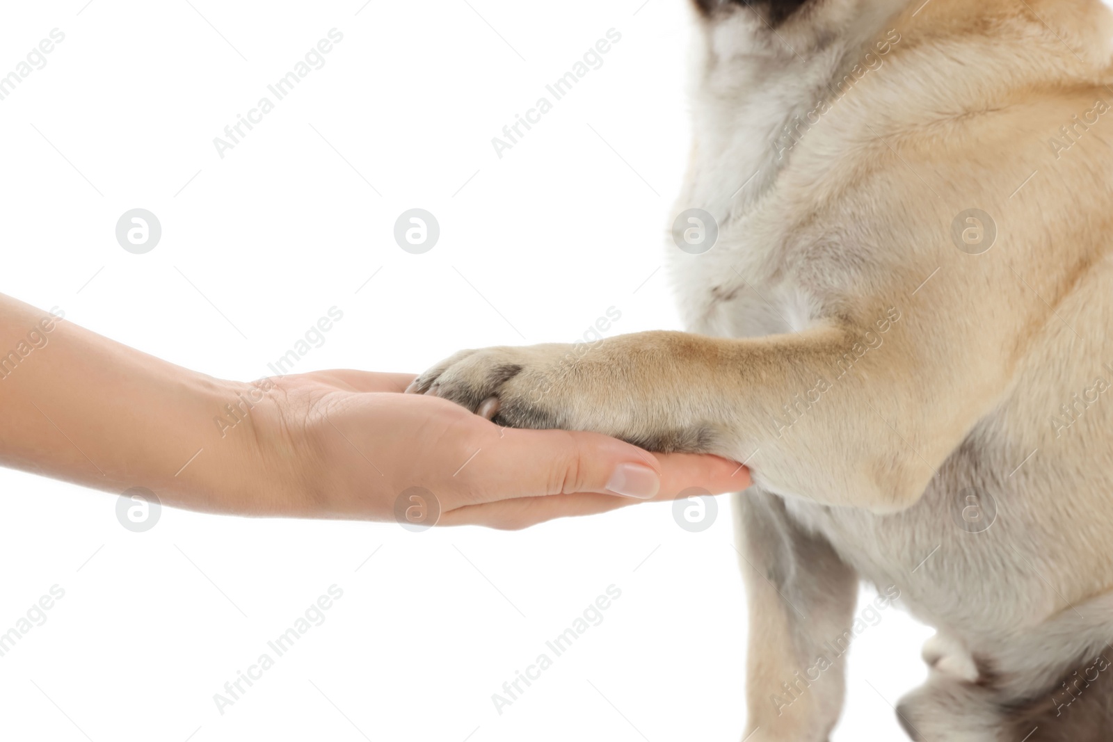 Photo of Woman holding dog's paw on white background, closeup