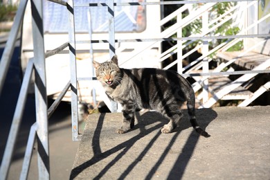 Photo of Lonely stray cat on stairs outdoors. Homeless pet