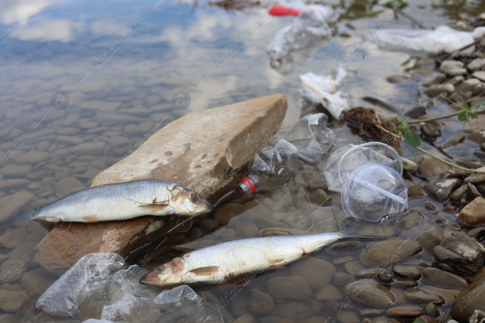 Photo of Dead fishes among trash in river. Environmental pollution concept