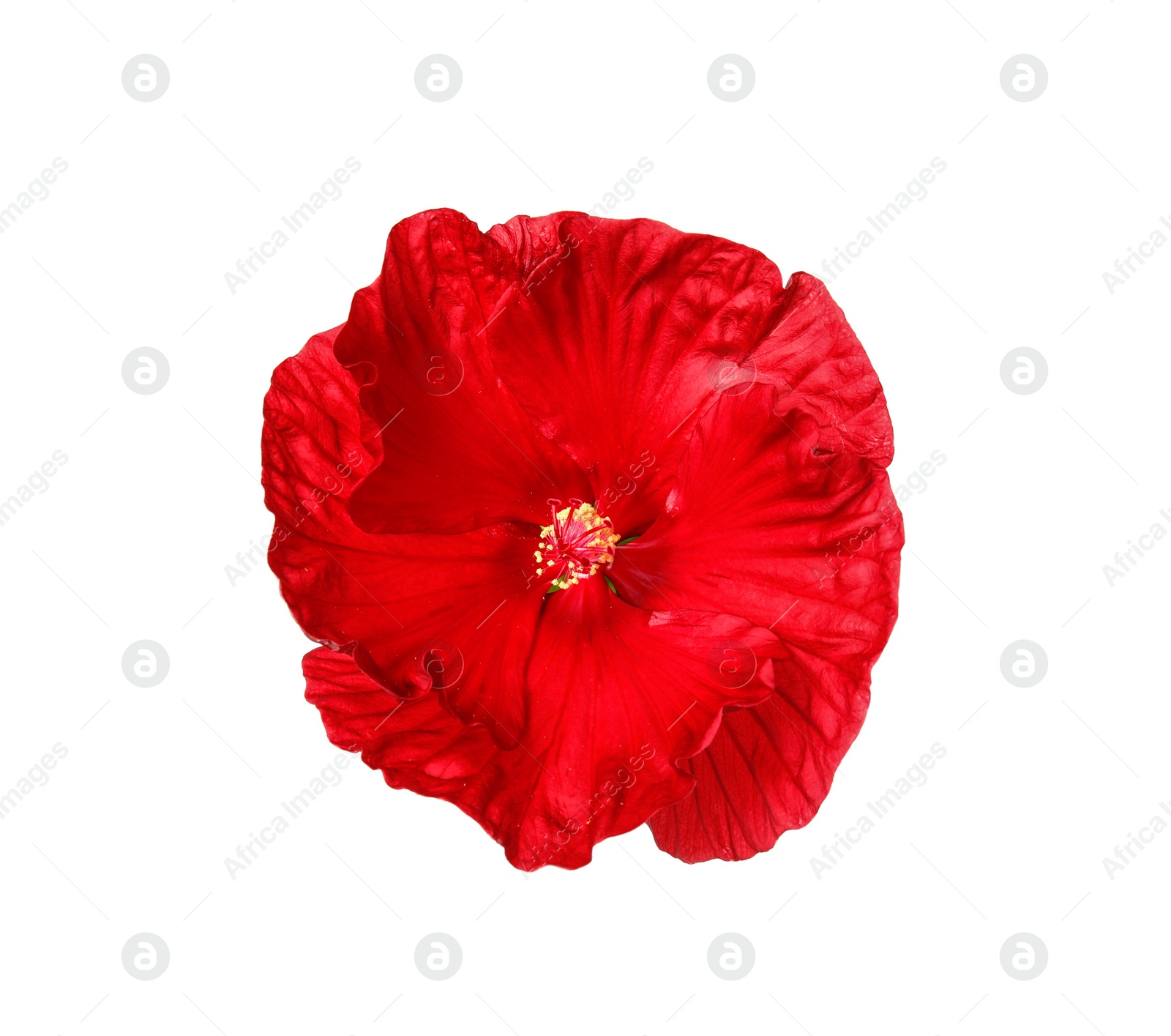 Photo of Beautiful red hibiscus flower on white background