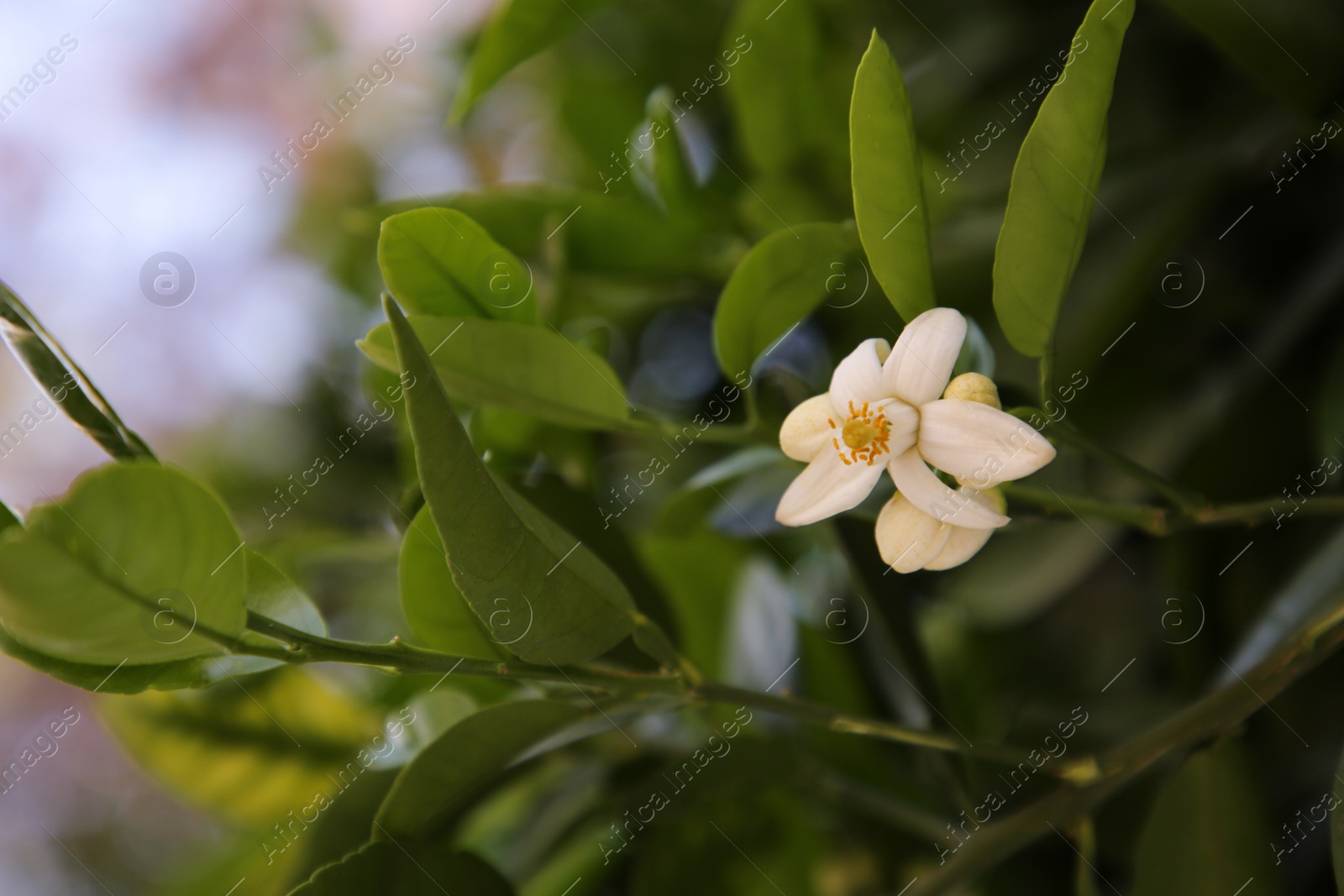 Photo of Beautiful grapefruit flower blooming on tree branch outdoors