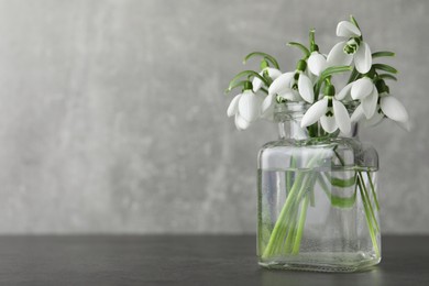 Photo of Beautiful snowdrop flowers in glass jar on grey table, space for text