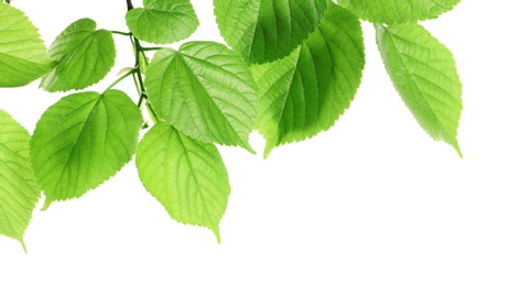 Branch with green leaves on white background