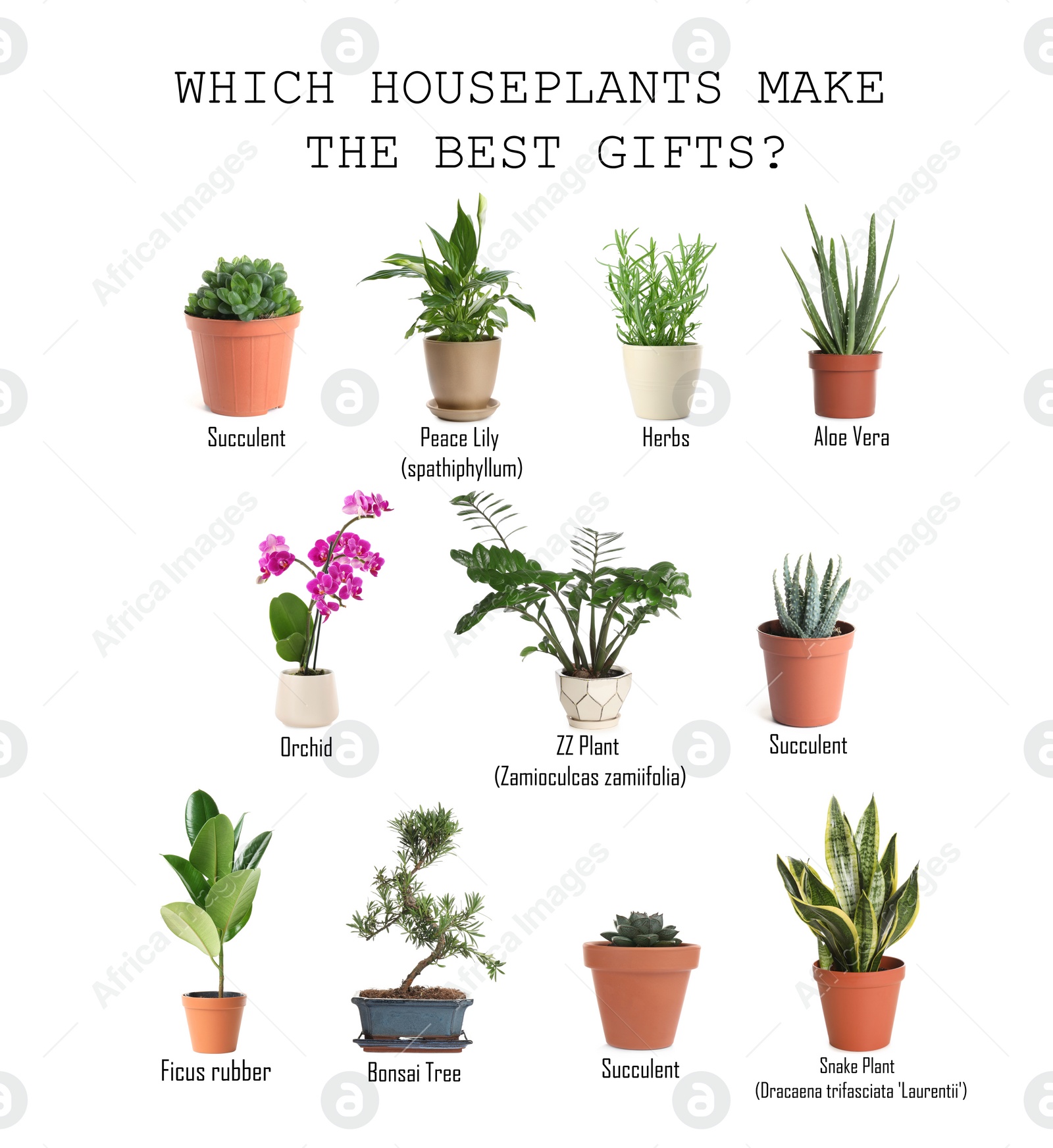 Image of Set of different houseplants on white background. Best gifts for plant lovers 