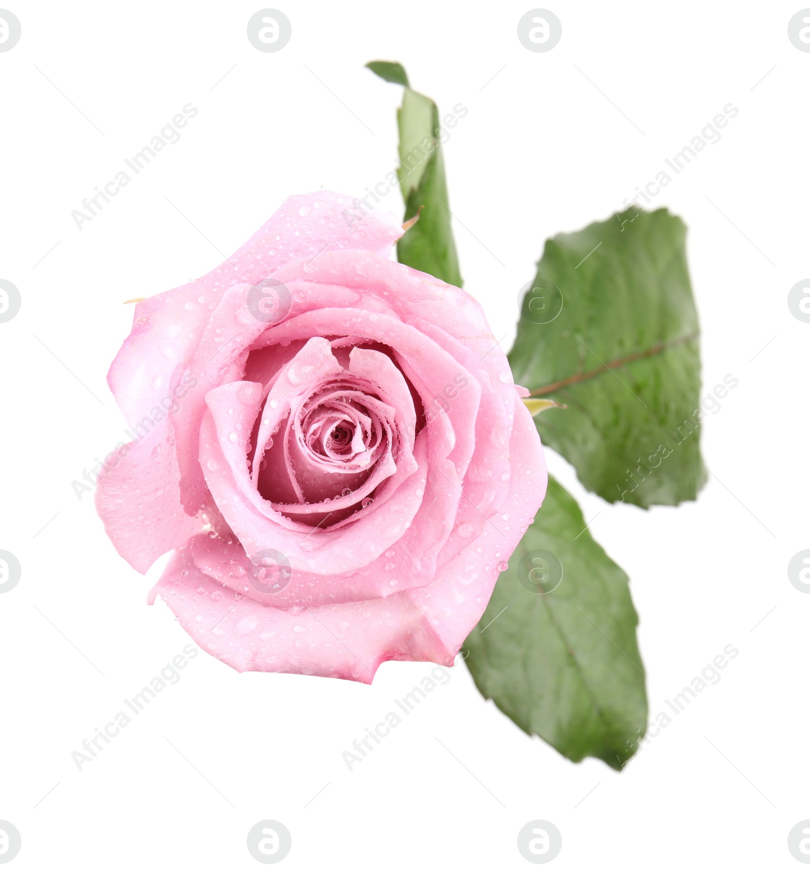 Photo of Beautiful pink rose flower with water drops isolated on white, top view