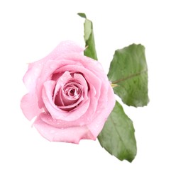 Photo of Beautiful pink rose flower with water drops isolated on white, top view